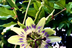 BCC4A405-3943-439B-AC4C-62BDF5EBBD3B2018-07-09-20.21.01